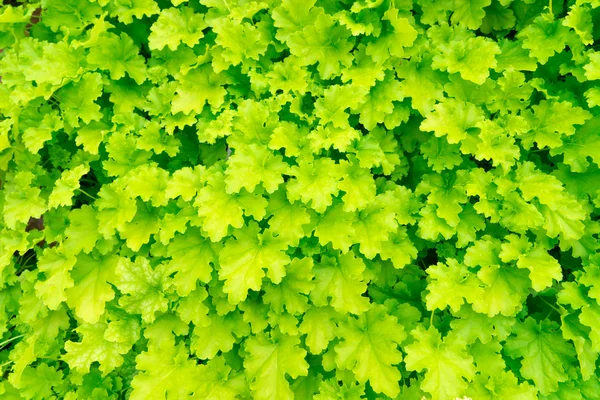 Foglie gialle e verdi — Foto Stock