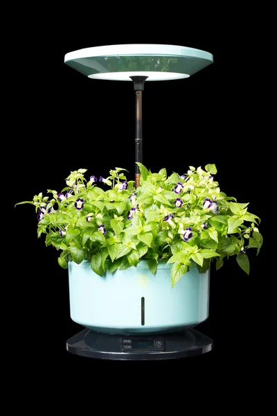 Flower in pot under light — Stock Photo, Image