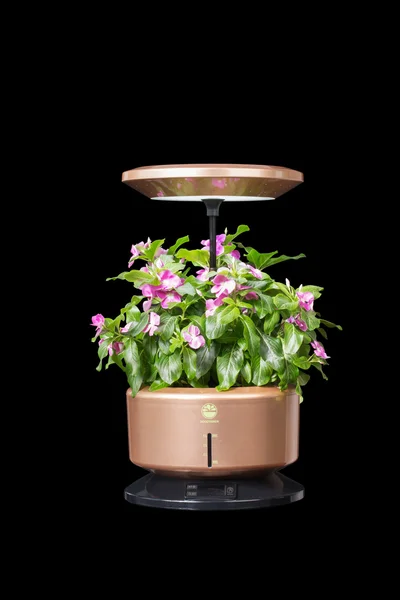 Flower in pot under light — Stock Photo, Image