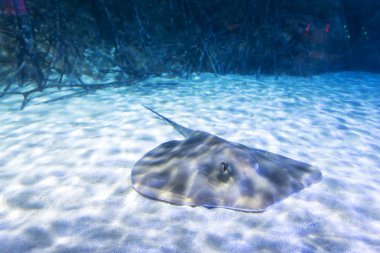 Manta Ray akvaryum