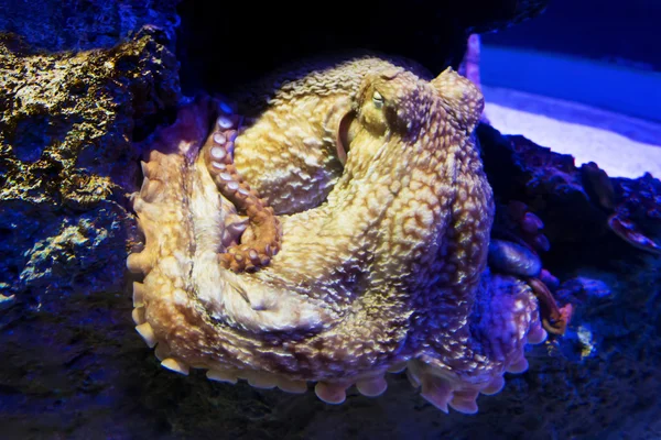 Criatura marina en el acuario — Foto de Stock
