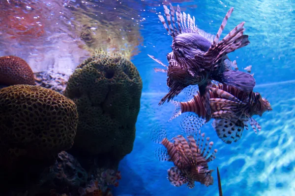 Akvaryum deniz yaratık — Stok fotoğraf