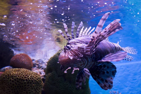 水族館で海洋生物 — ストック写真