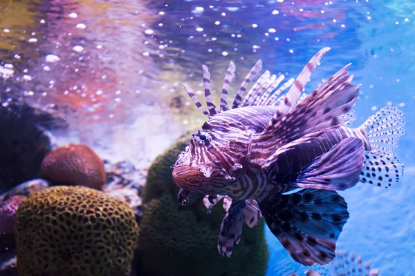 Meereslebewesen im Aquarium — Stockfoto