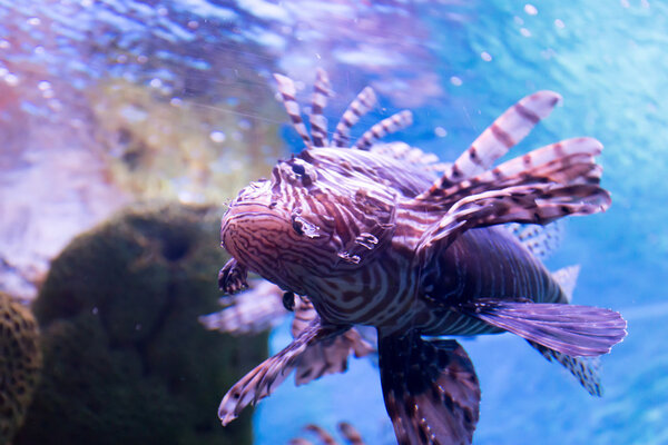 marine creature in Aquarium 