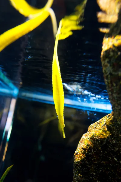 Meereslebewesen im Aquarium — Stockfoto