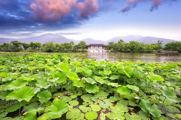 Skyline west lake en waterlily — Stockfoto