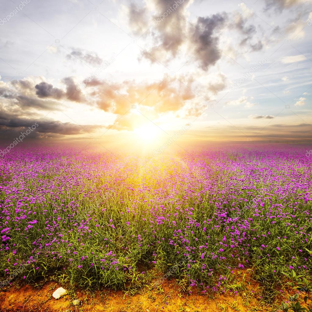 flower field and skyline during sunrise