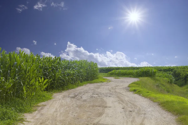 Порожня дорога і зелене поле в сонячний день — стокове фото
