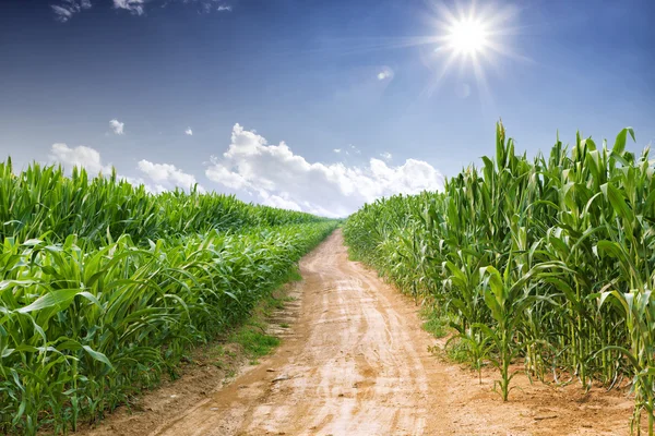 Порожня дорога і зелене поле в сонячний день — стокове фото
