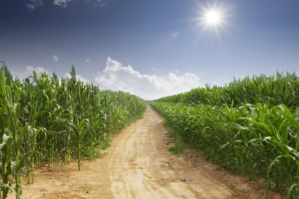 Lege weg en groene veld op zonnige dag — Stockfoto