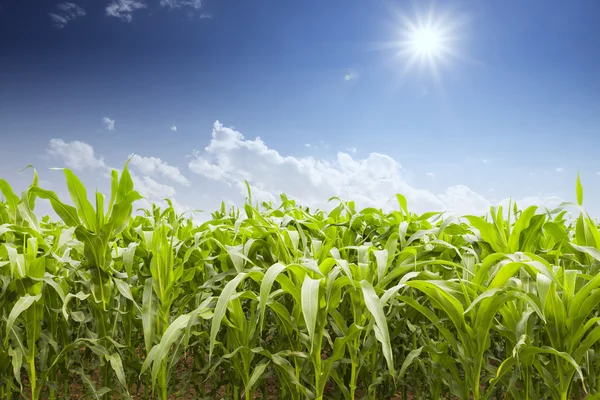 Campo de maíz en el día soleado — Foto de Stock