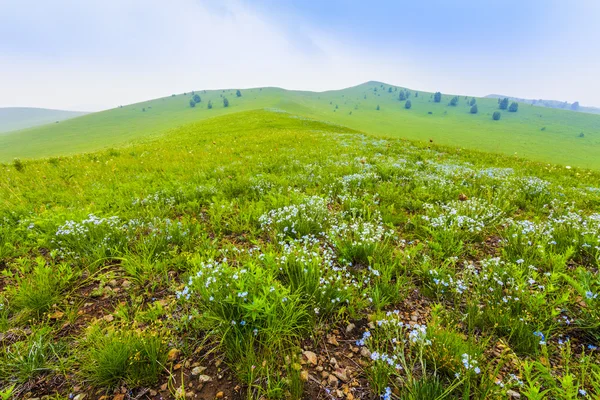 Groen veld met witte wolken en blauwe lucht — Stockfoto