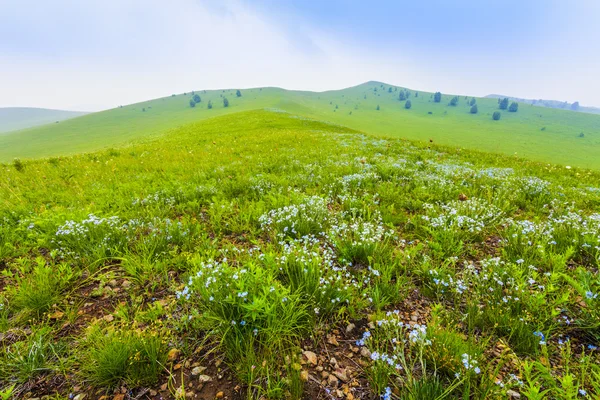 Campo verde con nubes blancas y cielo azul —  Fotos de Stock