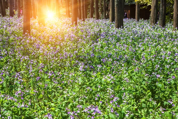 Flor florescer na floresta durante o pôr do sol — Fotografia de Stock