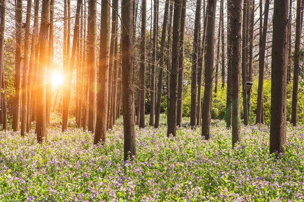 Цветение цветов в лесу на закате — стоковое фото