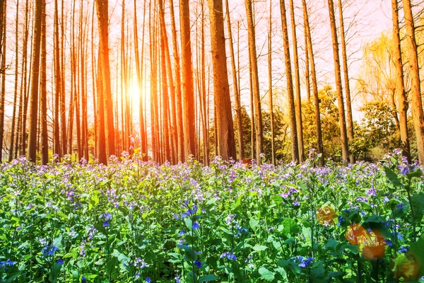 Flower blossom in forest during sunset — Stock Photo, Image