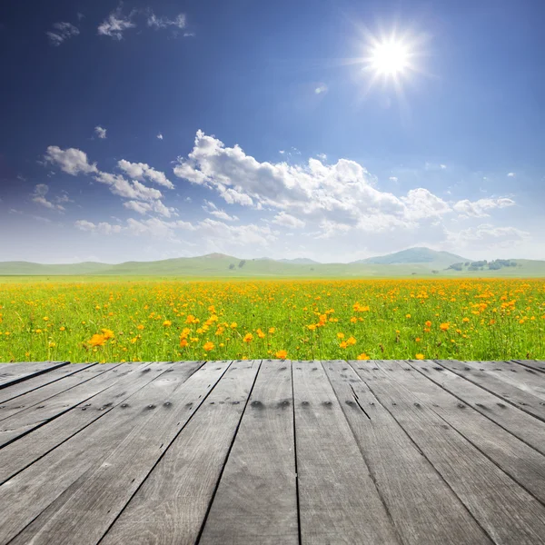 Sky meadow and wildflower