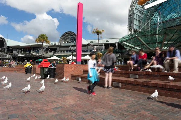 Praça dos pombos e vida de lazer em Sydney — Fotografia de Stock