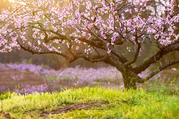 Peach blossom and green grass with sunshine — Stock Photo, Image
