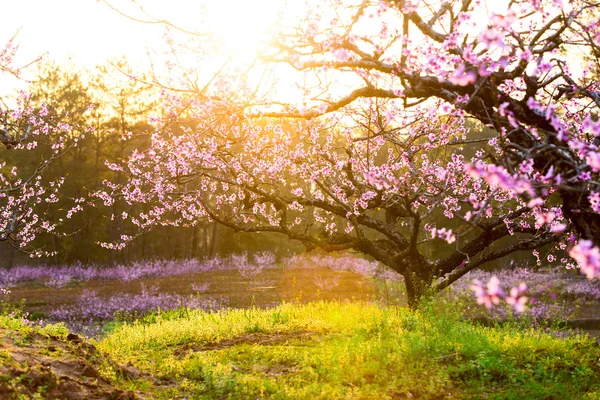 Peach blossom och grönt gräs med solsken — Stockfoto