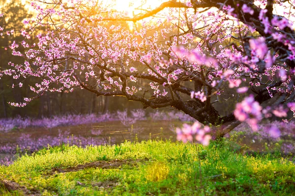 Flor de pêssego e grama verde com luz do sol — Fotografia de Stock