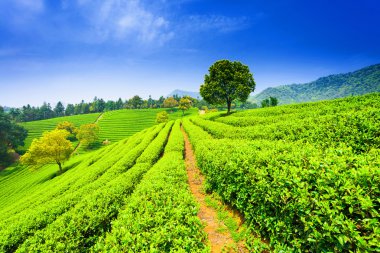 Çin çay tarlaları