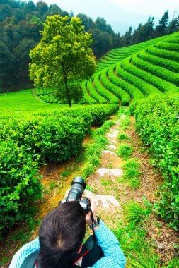 Çin çay tarlaları