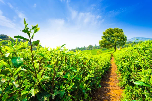 Plantaciones de té en China —  Fotos de Stock