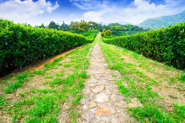 Tea plantations in China — Stock Photo, Image