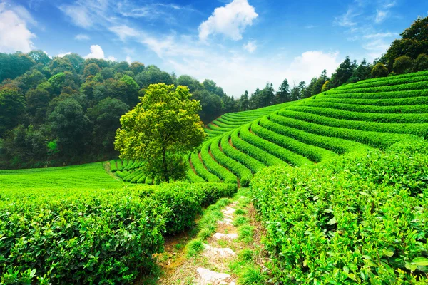 Piantagioni di tè in Cina — Foto Stock