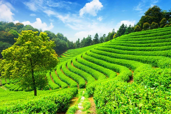 Plantacje herbaty w Chinach — Zdjęcie stockowe