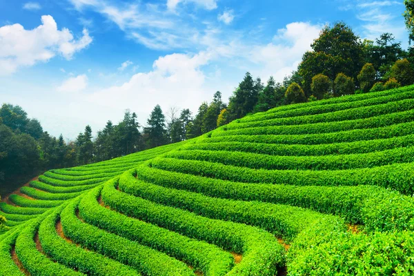 Piantagioni di tè in Cina — Foto Stock