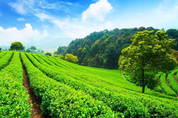 Plantaciones de té en China —  Fotos de Stock