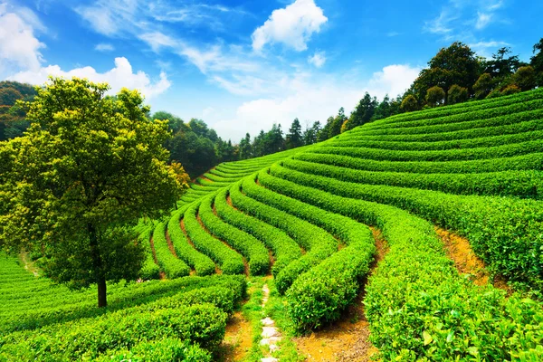 Plantaciones de té bajo el cielo azul —  Fotos de Stock