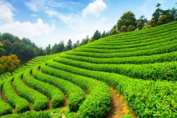 Чайные плантации под голубым небом — стоковое фото
