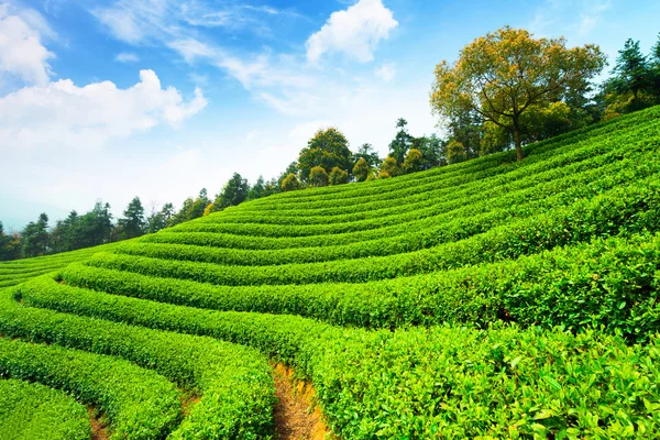 Plantaciones de té bajo el cielo azul —  Fotos de Stock