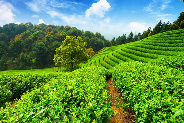 Plantaciones de té en China —  Fotos de Stock