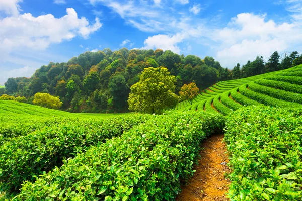 Plantações de chá em China — Fotografia de Stock