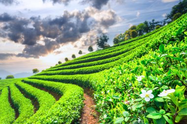 Çin çay tarlaları