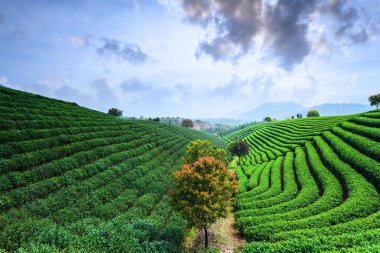 Çin çay tarlaları