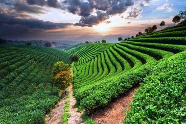 Çin çay tarlaları