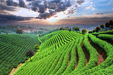 Çin çay tarlaları