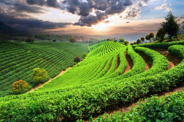 Çin çay tarlaları