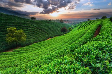 Çay tarlaları gökyüzü altında