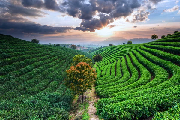 Plantaciones de té en China —  Fotos de Stock