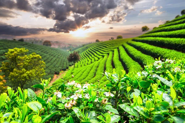 Çay tarlaları — Stok fotoğraf