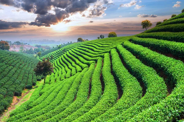 Çin çay tarlaları — Stok fotoğraf
