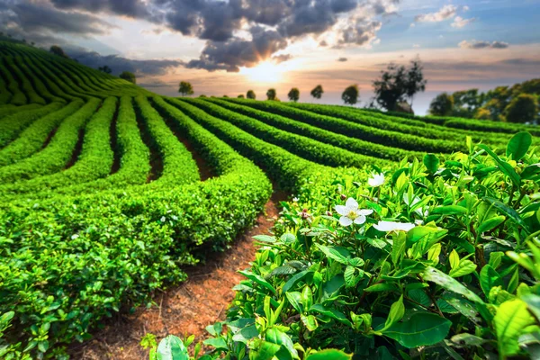 Plantações de chá em China — Fotografia de Stock