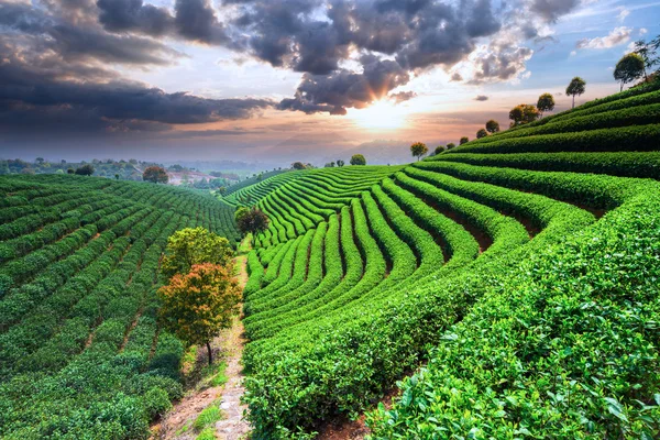 Teplantager i Kina — Stockfoto